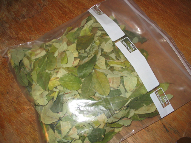 Buy Coca Leaves Online Canada Buy Coca Leaves Online Canada, .5ml DMT Vape 400mg (Vape) Vice City Labs for sale, Crack Cocaine Online Canada in stock near you.
