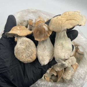 Buy Golden Teacher Magic Mushroom in stock now for sale, Champagne MDMA Moonrock MDMA Amethyst MDMA for sale, Tesla Molly Pills Canada.