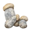 Buy Albino Penis Envy Mushrooms in stock now for sale, Truffle Mushroom for sale in canada, buy Golden Teacher Magic Mushroom in canada.