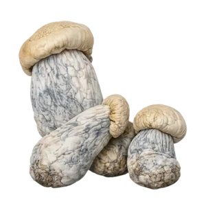 Buy Albino Penis Envy Mushrooms in stock now for sale, Truffle Mushroom for sale in canada, buy Golden Teacher Magic Mushroom in canada.