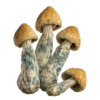 Buy Penis Envy Mushrooms in stock now for sale, Golden Teacher Magic Mushroom for sale online Canada, Truffle Mushroom for sale.