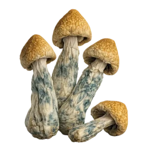 Buy Penis Envy Mushrooms in stock now for sale, Golden Teacher Magic Mushroom for sale online Canada, Truffle Mushroom for sale.