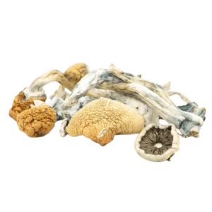 Buy Blue Meanies Mushrooms in stock now for sale, Albino Penis Envy Mushrooms for sale in canada, buy Golden Teacher Magic Mushroom.