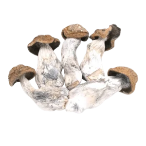 Buy Code Blue Mushrooms in stock now for sale, Golden Teacher Magic Mushroom for sale in canada, Penis Envy Mushrooms for sale canada