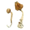 Buy African Transkei Magic Mushrooms in stock near you, A+ Magic Mushrooms for sale, Albino Penis Envy Mushrooms, Black Magic A+ MD MDMA for sale.
