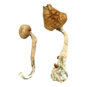 Buy African Transkei Magic Mushrooms in stock near you, A+ Magic Mushrooms for sale, Albino Penis Envy Mushrooms, Black Magic A+ MD MDMA for sale.