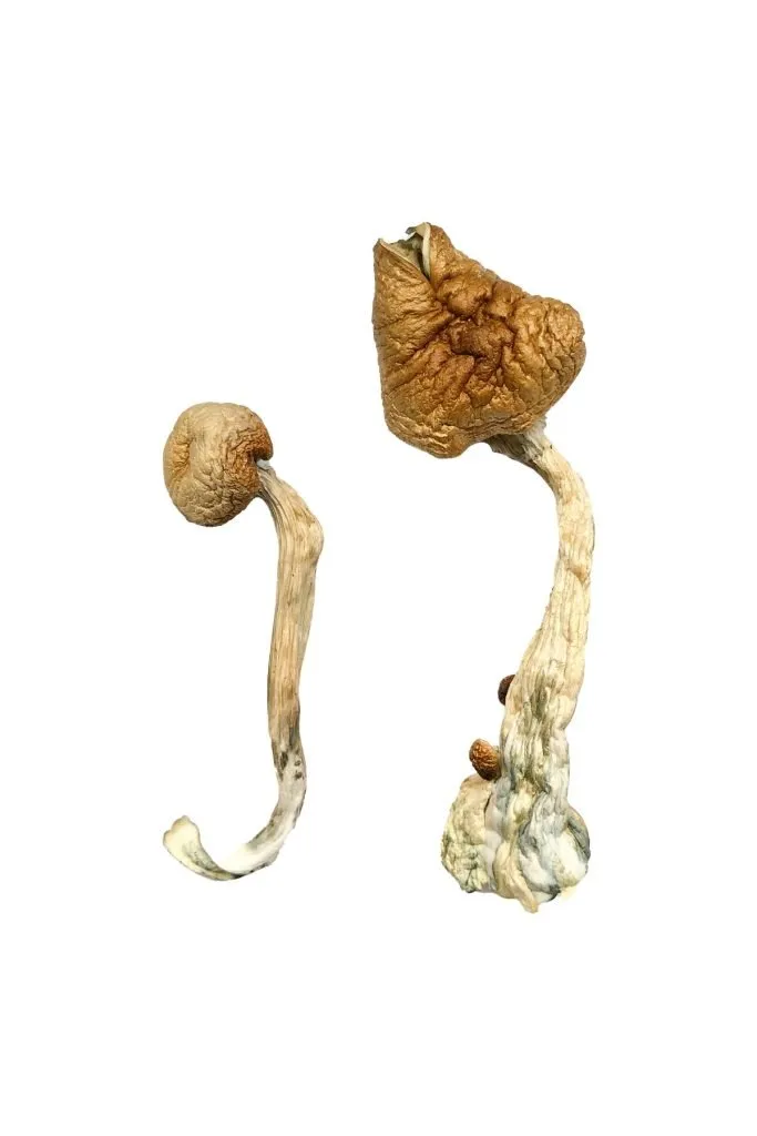 African Transkei Magic Mushrooms Buy African Transkei Magic Mushrooms in stock near you, A+ Magic Mushrooms for sale, Albino Penis Envy Mushrooms, Black Magic A+ MD MDMA for sale.