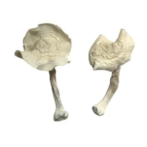 Buy Albino Louisiana Magic Mushrooms in stock now for sale, A+ Magic Mushrooms for sale, DMT (Cartridge) 400mg .5mL – MMC in stock.
