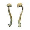 Buy Albino Treasure Coast Magic Mushrooms in stock now for sale, A+ Magic Mushrooms for sale, Albino Penis Envy in stock near you.
