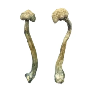 Buy Albino Treasure Coast Magic Mushrooms in stock now for sale, A+ Magic Mushrooms for sale, Albino Penis Envy in stock near you.