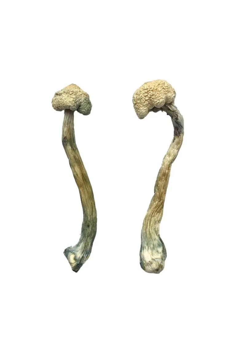 Albino Treasure Coast Magic Mushrooms Buy Albino Treasure Coast Magic Mushrooms in stock now for sale, A+ Magic Mushrooms for sale, Albino Penis Envy in stock near you.
