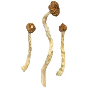 Buy Arenal Volcano Magic Mushrooms in stock now for sale, Albino Treasure Coast Magic Mushrooms in stock near you, Truffle Mushroom near you