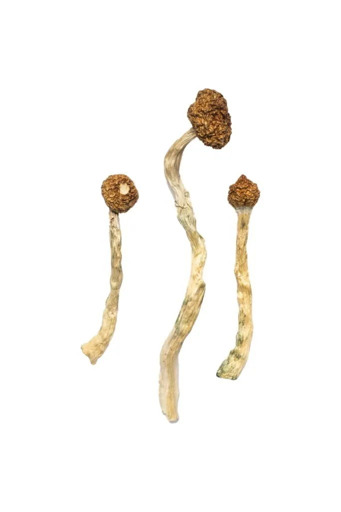 Arenal Volcano Magic Mushrooms Buy Arenal Volcano Magic Mushrooms in stock now for sale, Albino Treasure Coast Magic Mushrooms in stock near you, Truffle Mushroom near you