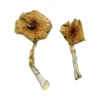 Buy Ban Thurian Magic Mushrooms for sale in canada, Blue Meanies Mushrooms for sale, Albino Louisiana Magic Mushrooms in stock near you.