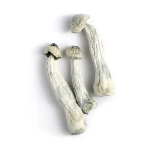 Buy Albino Penis Envy in stock now for sale, African Transkei Magic Mushrooms for sale, Albino Louisiana Magic Mushrooms in stock.