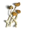 Buy Aztec God Mushroom for sale in canada, Albino Treasure Coast Magic Mushrooms for sale, APE Albino Penis Envy Mushrooms for sale.