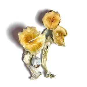 Buy Magic Mushroom Canada in stock near you, African Transkei Magic Mushrooms for sale, Blue Meanies Mushrooms for sale near you.