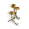 Buy Costa Rican Mushrooms for sale in canada, Albino Louisiana Magic Mushrooms for sale, Arenal Volcano Magic Mushrooms for sale.