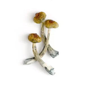 Buy Costa Rican Mushrooms for sale in canada, Albino Louisiana Magic Mushrooms for sale, Arenal Volcano Magic Mushrooms for sale.