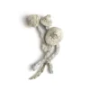 Buy the best Avery’s Albino Magic Mushrooms in canada in stock now for sale, Albino Treasure Coast Magic Mushrooms for sale near you.
