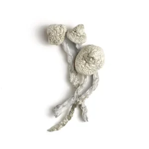 Buy the best Avery’s Albino Magic Mushrooms in canada in stock now for sale, Albino Treasure Coast Magic Mushrooms for sale near you.