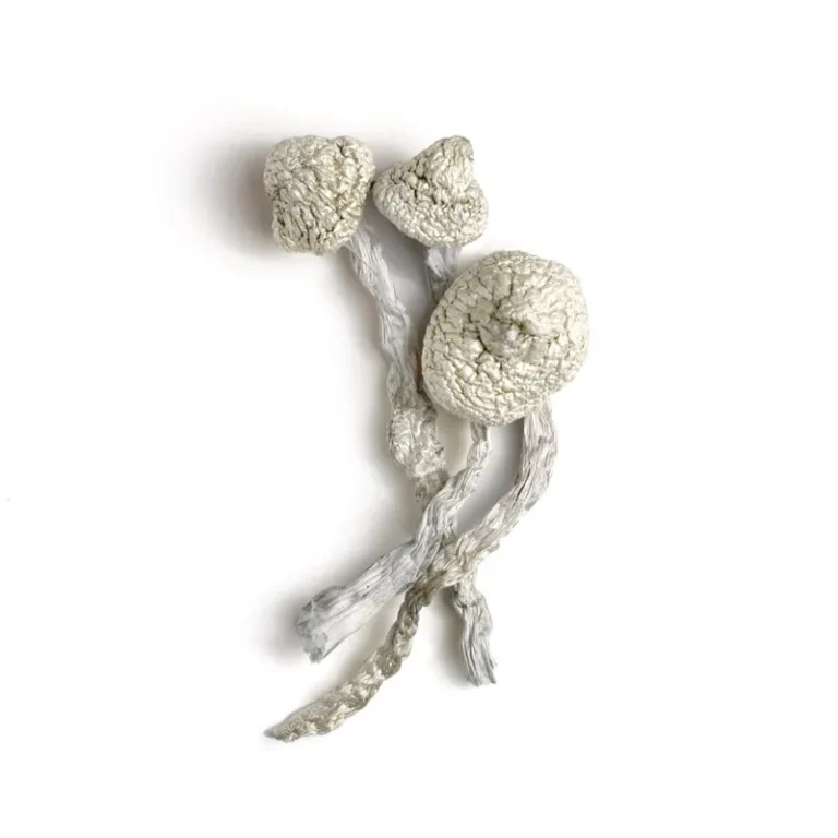 Avery’s Albino Magic Mushrooms Buy the best Avery’s Albino Magic Mushrooms in canada in stock now for sale, Albino Treasure Coast Magic Mushrooms for sale near you.