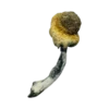 Buy A+ Magic Mushrooms in stock now for sale, .5ml DMT Vape 400mg PREMIUM (Vape) Vice City Labs for sale, 5-Meo-DMT(Cartridge) 1mL Deadhead Chemist.