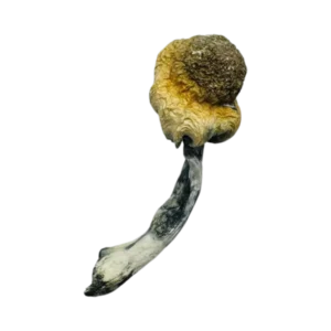 Buy A+ Magic Mushrooms in stock now for sale, .5ml DMT Vape 400mg PREMIUM (Vape) Vice City Labs for sale, 5-Meo-DMT(Cartridge) 1mL Deadhead Chemist.
