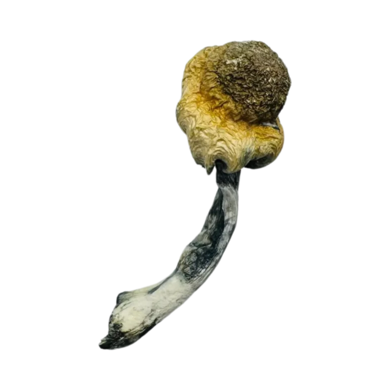 A+ Magic Mushrooms Buy A+ Magic Mushrooms in stock now for sale, .5ml DMT Vape 400mg PREMIUM (Vape) Vice City Labs for sale, 5-Meo-DMT(Cartridge) 1mL Deadhead Chemist.
